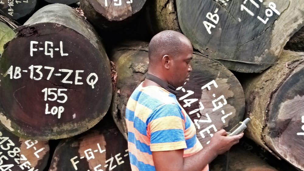 Liberian civil society investigator stands in front of ekki trees that were illegally cut by Renaissance Group Incorporated.