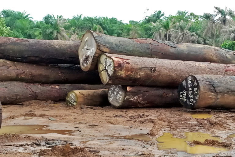 Liberian courts rubber-stamp export shipment of illegal logs.