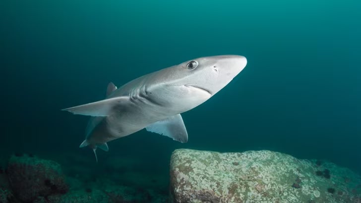The spiny dogfish's long gestation period has put the species at risk