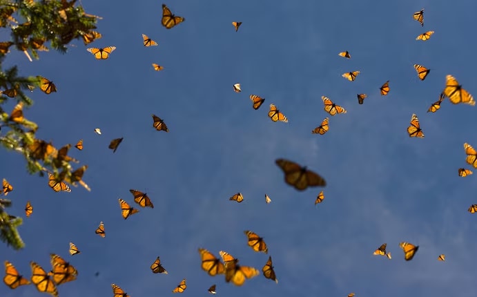 Monarch butterflies in the oyamel forest at El Rosario sanctuary in Mexico.