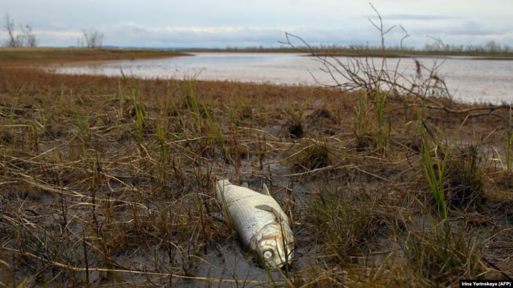 A dead fish washes up on the banks of the Ambarnaya River outside Norilsk following a 2020 oil spill there that caused extensive damage.