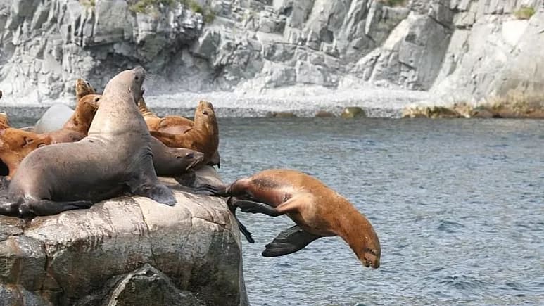 Sea animals