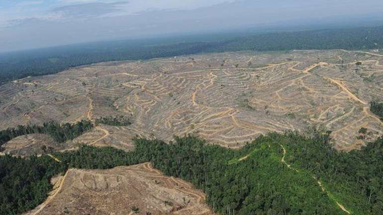 Illegal logging in the Russian Far East and Siberia