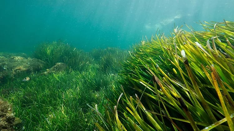 Sea meadow grass.