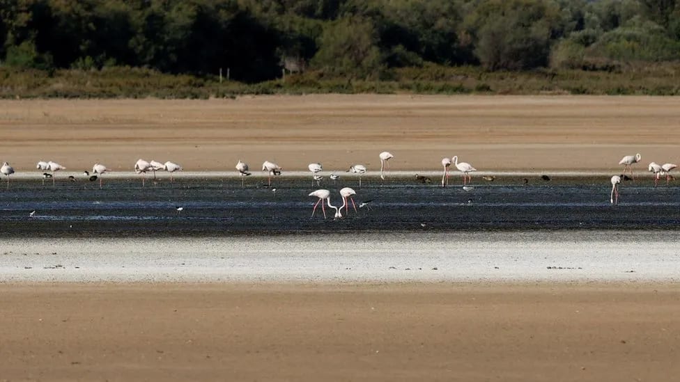 Flamingos feed in the mud on a dried up lagoon
