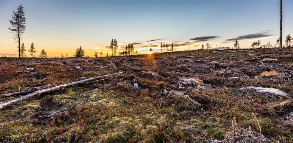 Deforestation in Sweden 2023.