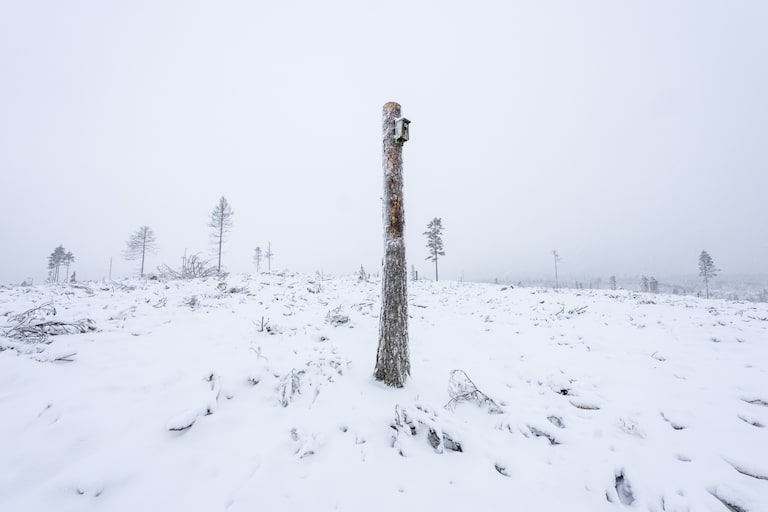 This photo won in the photojournalism category of this year’s Big Picture Competition, and shows what the forest industry deems to be habitat creation, a single birdhouse mounted on a lone tree trunk in the middle of a clearcut.
