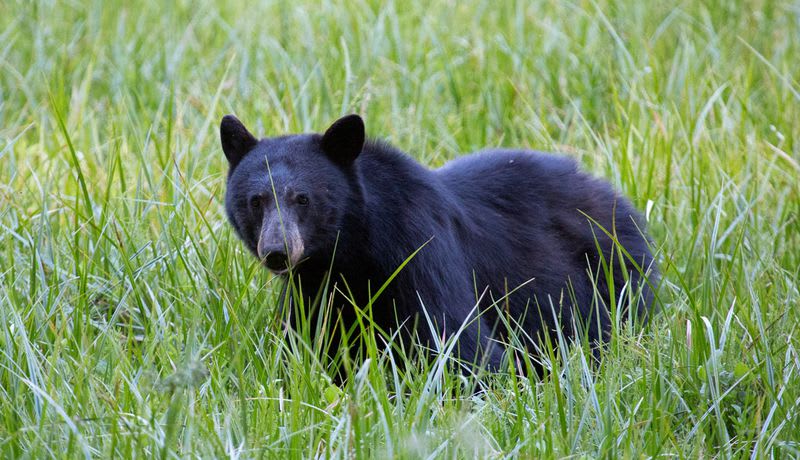 bear in misissipi