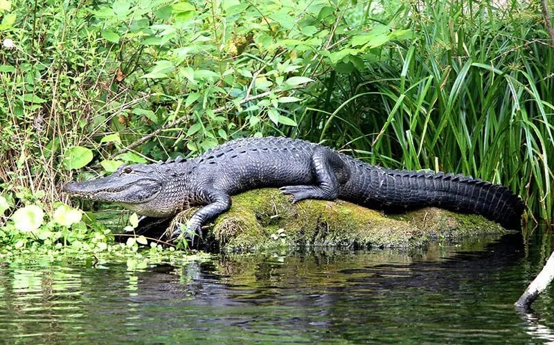 Alligators are saved from extinction, US