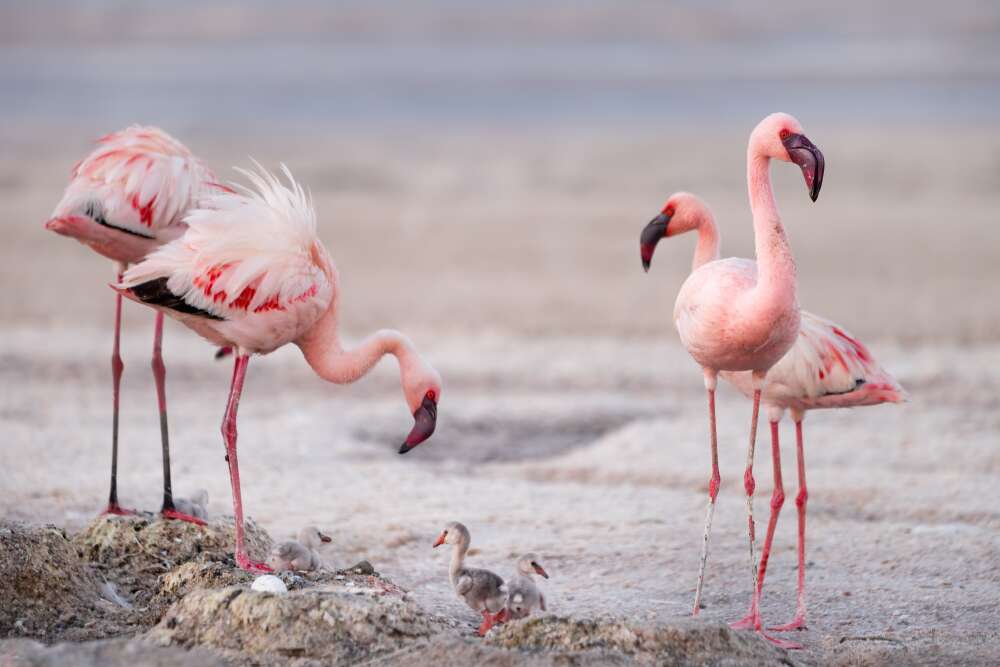 Lake Natron's Flamingos Nest Near Waters Almost As Corrosive As Bleach