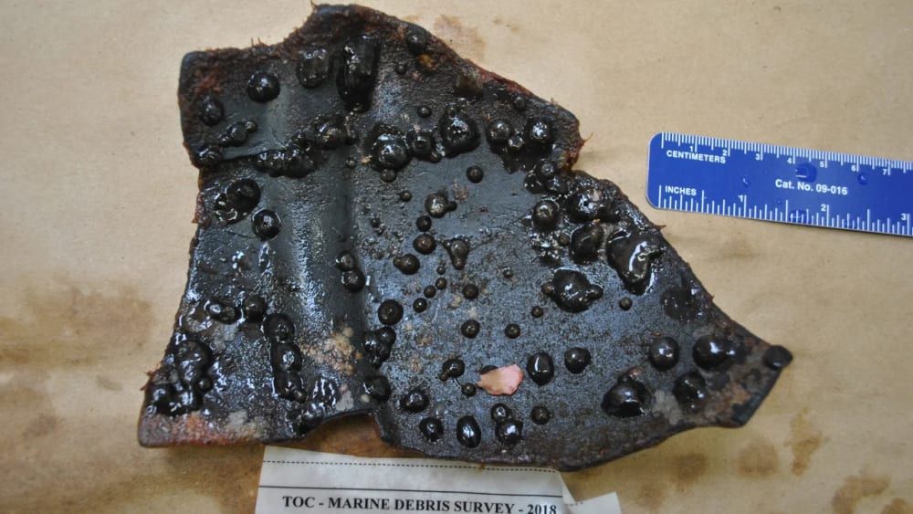 Coastal aggregating anemones found on a black floating plastic fragment collected in the garbage patch.