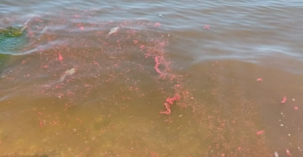 Pollution of the water of the Sea of Azov with paints and varnishes.