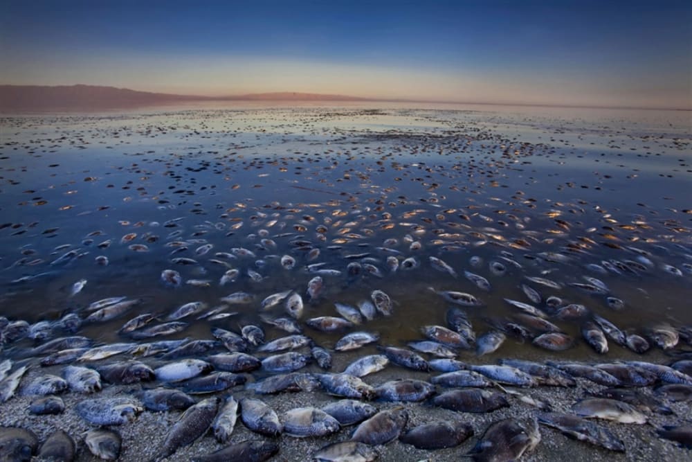 However, the lake is now in ecological crisis due to mandated water transfers, drought and pollution.