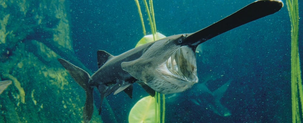 The American Paddlefish is a Tennessee River inhabitant that feeds on zooplankton.