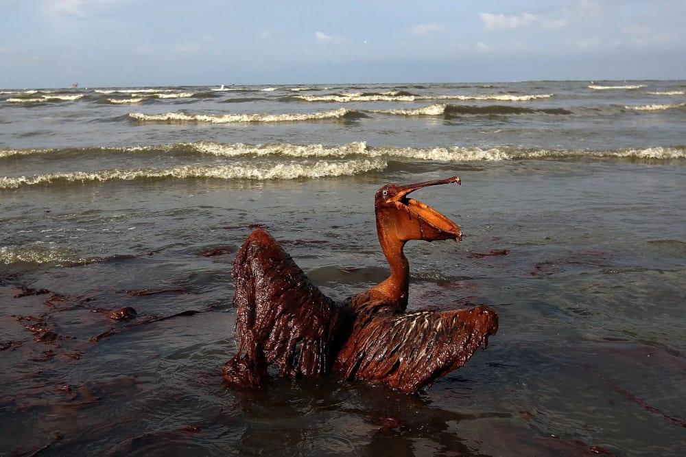 A pelican covered in oil on East Grand Terre Island after the spill.