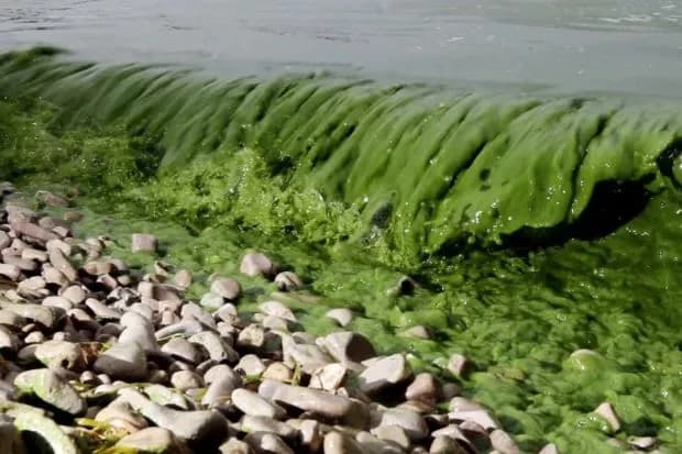 In May 2018, in Salem, Oregon, toxins from an algal bloom entered the city's tap water.