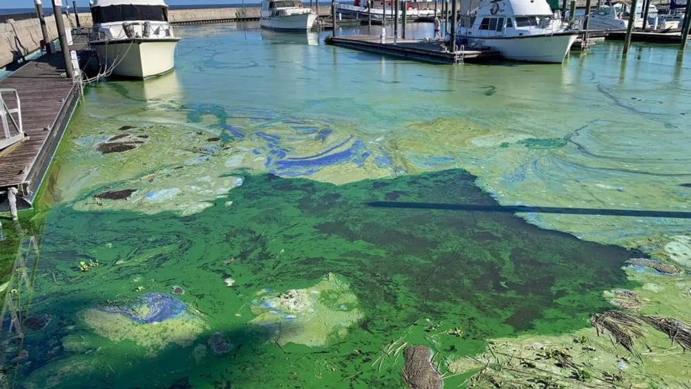 Thick algae mats clogged the Pahokee Marina on Lake Okeechobee last year.