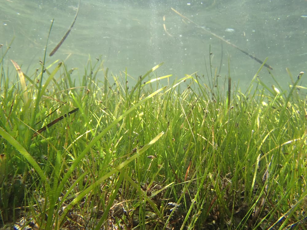 Zostera, or marine eelgrass, is a type of seagrass abundant in the Dzharylhach Bay