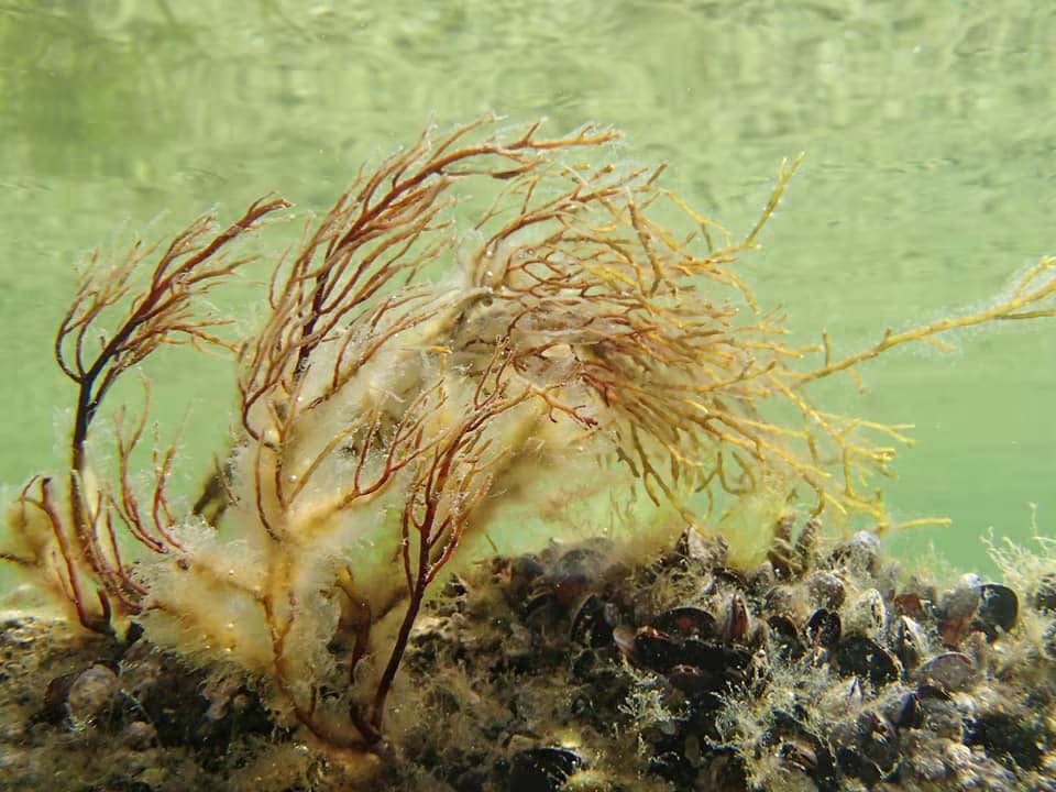 Cystoseira (Gongolaria barbata)