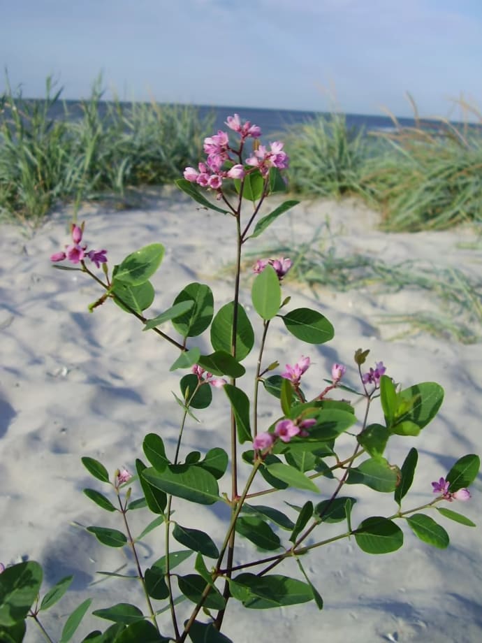 Rusanov kendyr is a type of a plant that can be found only in Dzharylhach