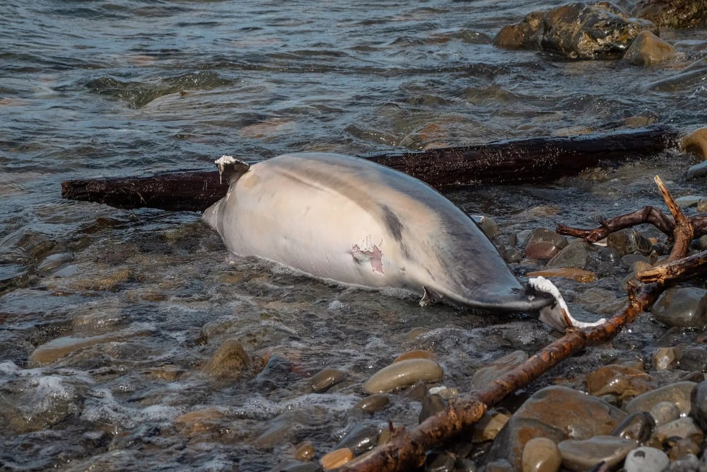 Dolphins are dying in the Black Sea