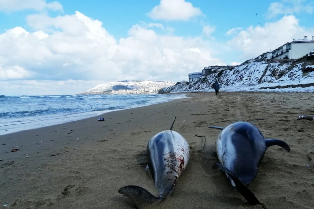 The mass death of dolphins has led scientists to worry that pollution from Russia's war in Ukraine could have long-term effects on ecosystems.