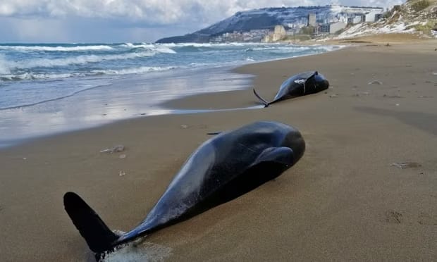 Dolphins are dying in the Black Sea