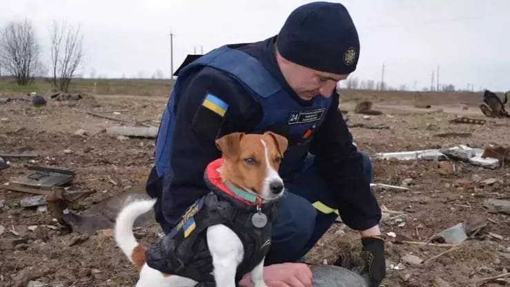 A Ukrainian explosives technician works with the dog Patron.