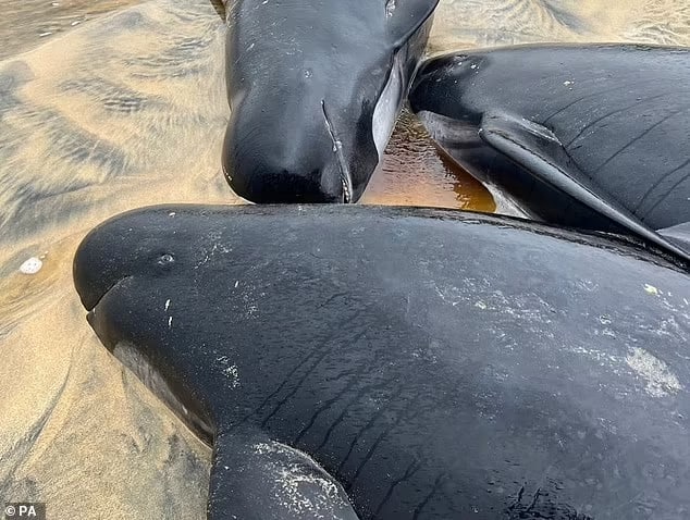 Pilot whales are small whales characterised as part of the dolphin family