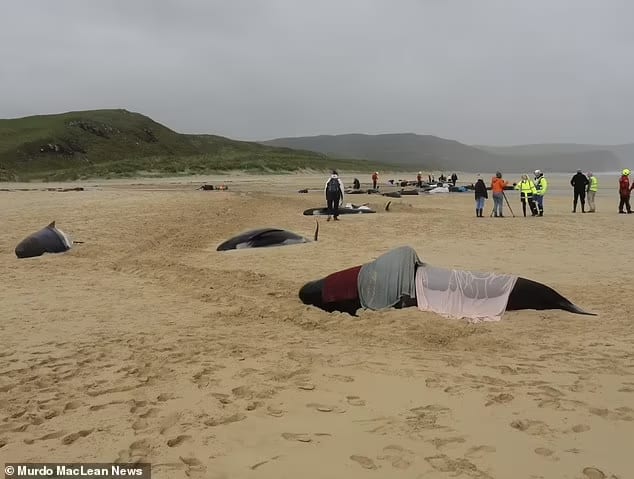 Pilot whales are well known for their mass stranding behaviour