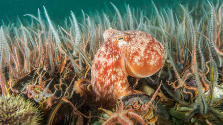 more creatures on the ocean floor