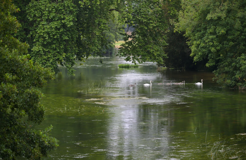 Swans and cygnets swim on the River Test, in Romsey, Hampshire. The River Test is a chalk stream,