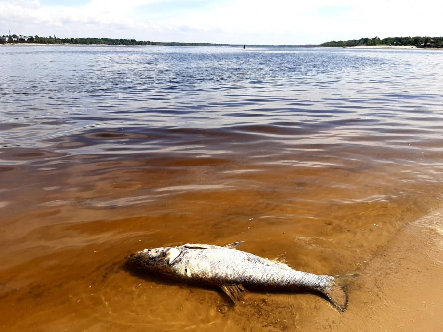 Having passed the bank of the Novy Dnieper only 2.5 km. counted 20 (!) dead huge whitehead fish (Hypophthalmichthys molitrix)