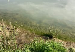 The Rio Grande in Juárez just below the American Dam was a murky green-gray hue on Dec. 28.