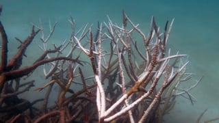 Dead (brown) and dying staghorn coral on the central Great Barrier Reef.