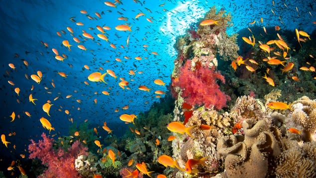 Coral reefs are under increasing threat – from rising sea levels, ocean acidification and rising global sea temperatures. © Csaba Tökölyi I Getty