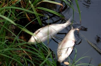 Lake Ghidighici is turning into an ecological bomb ready to explode