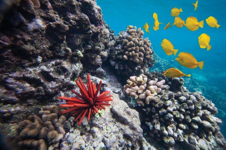 Increasing ocean temperature and acidity threaten coral reef ecosystems