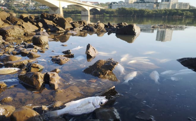 Dead fish in the polluted Umgeni River.