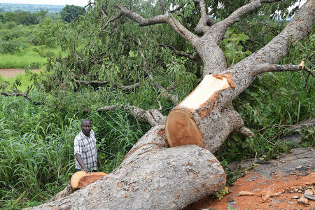 A felled tree of Afzelia africa (African mahogany) in the Adjumani region. The Ugandan government has banned logging of this species.