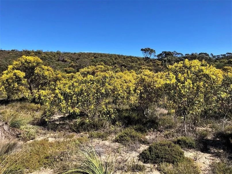 Mount Sandy conservation project, Australia