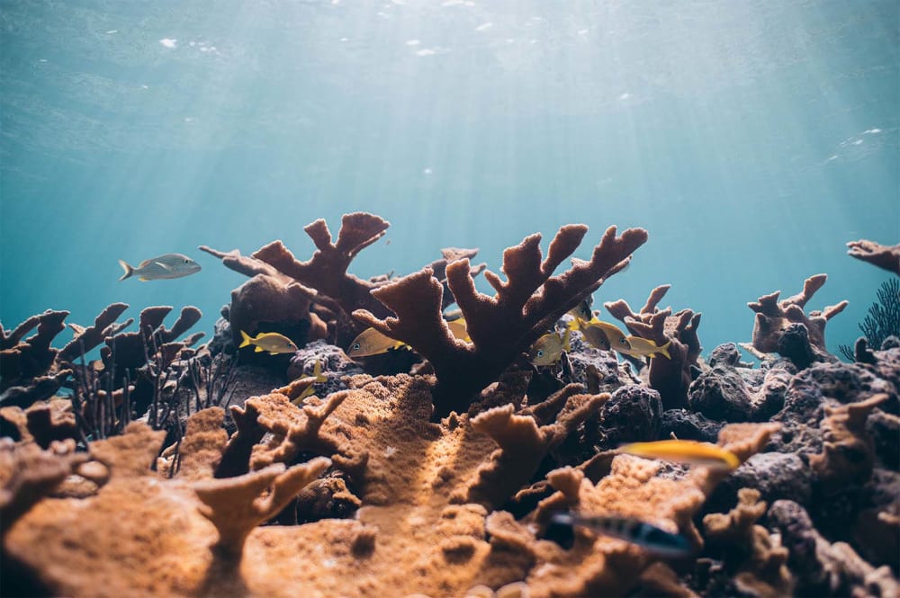 Coral reefs 