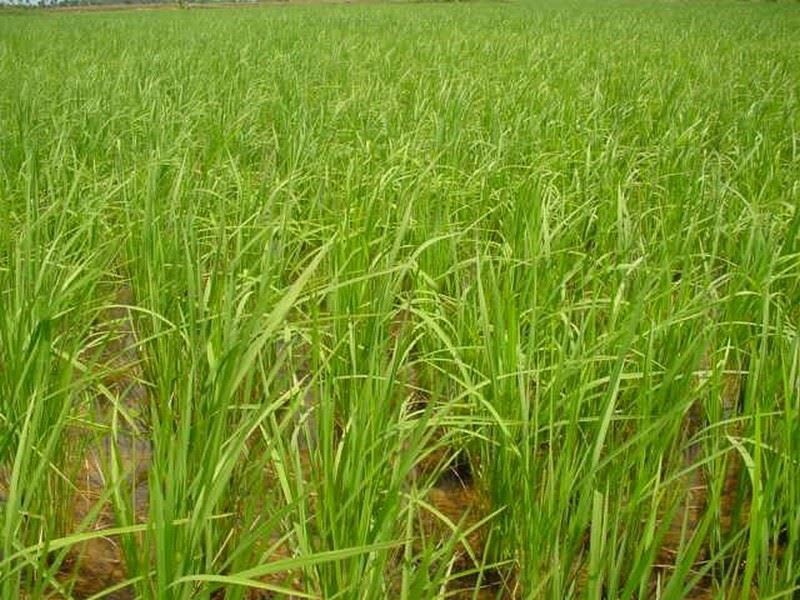 Picture of Angkor Bio Cogen Rice Husk Power Project