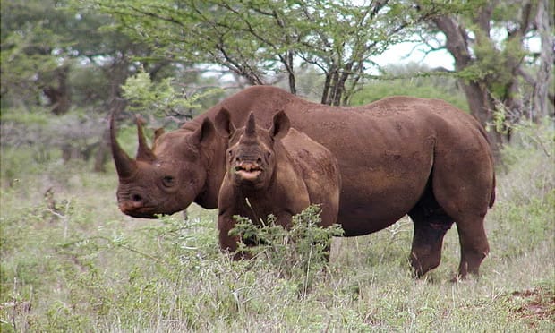 Black Rhino and calf