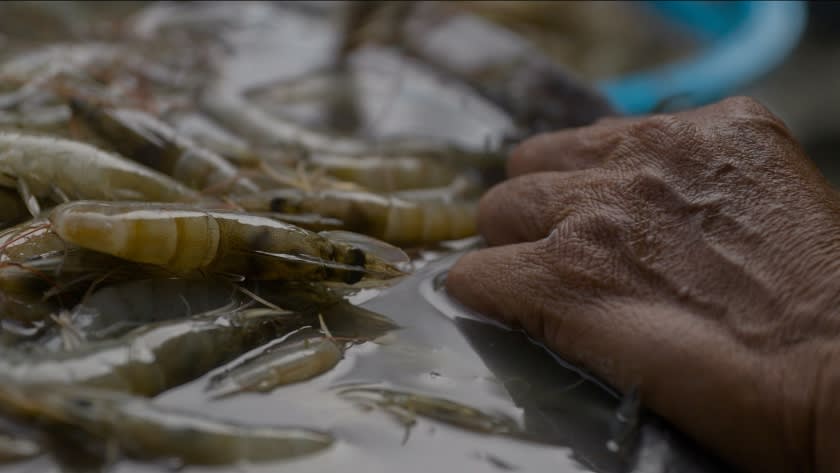 Fishers have found that mangroves can be a haven for shrimp and that planting the trees can boost their catch.