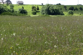 Conservation of seminatural grasslands in Latvia