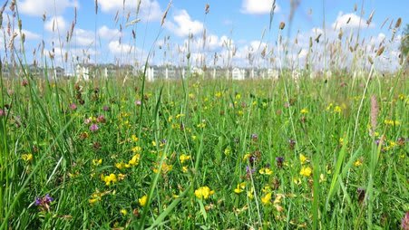 The Latvian Nature Foundation together with the Riga City Council and regional societies are creating urban meadows