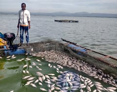 Dead fish being removed from the fish cages in Lake Victoria