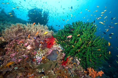 Coral Destruction In The Philippines