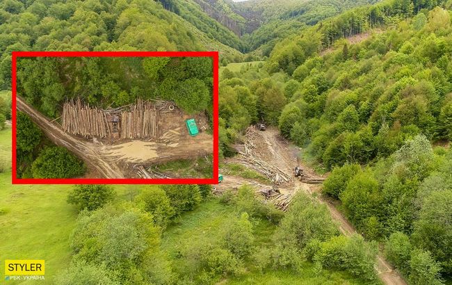 In the Carpathians, the forest continues to be cut down